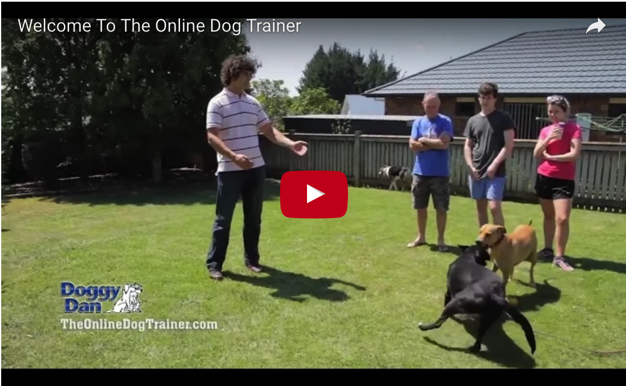 Doggy Dan Online Dog Trainer